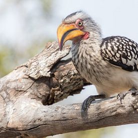 Yellow billed hornbill begging for food by Marijke Arends-Meiring