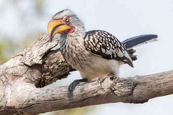 Yellow billed hornbill begging for food