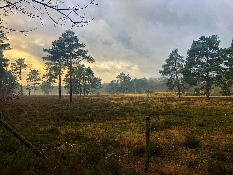 Nederlandse Heide van Leonie Pereboom