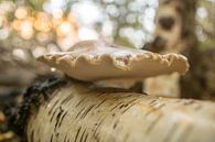 Paddenstoelen in het bos par Dirk van Egmond Aperçu