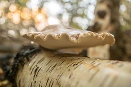 Paddenstoelen in het bos by Dirk van Egmond