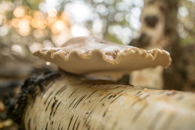 Paddenstoelen in het bos van Dirk van Egmond