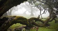 Sprookjeslandschap op Madeira