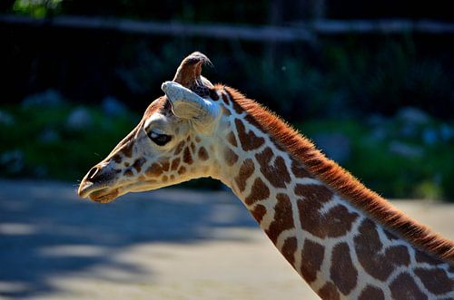 Netgiraffe Diergaarde Blijdorp