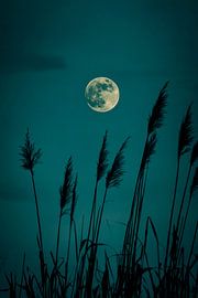 Pleine lune dans les roseaux sur Poster Art Shop