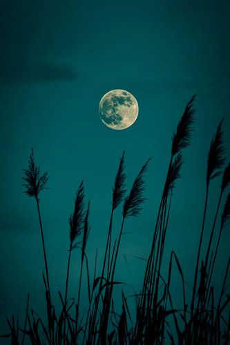 Full moon in the reeds