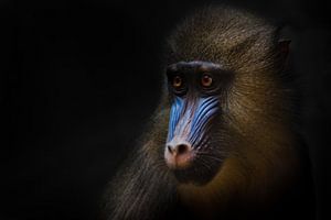 Niedliche goldene Mähne und blau junge Rafiki junge weibliche Mandrill aus Afrika von Michael Semenov