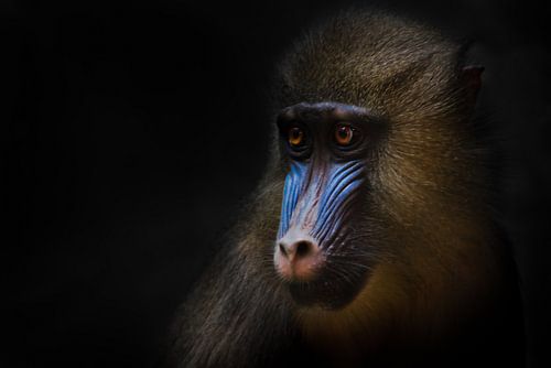 Leuke gouden manen en blauwe jonge Rafiki jonge vrouwelijke mandril uit afrika