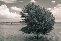 Drowned tree
