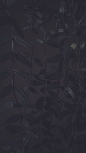 Dark Hanging Plant in a Mystical and Sober Composition: A Stylish and Timeless Representation of Natural Beauty with Deep Shadows and Subtle Contrasts