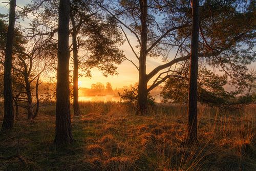 Towards the Light by Coen Weesjes