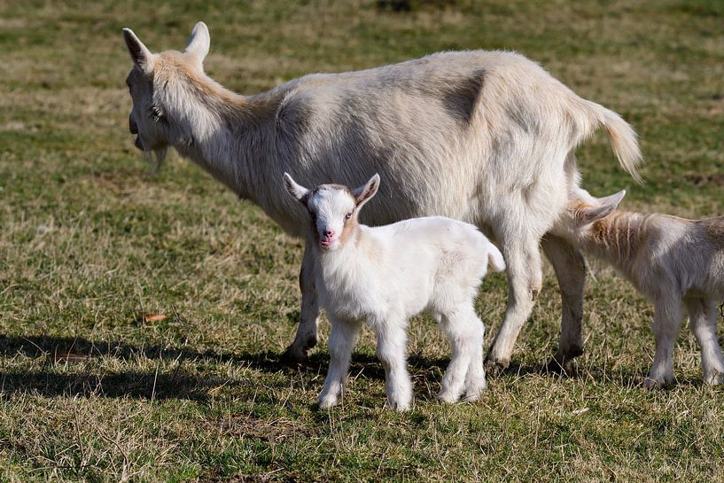 Boerderij van Karin Jähne