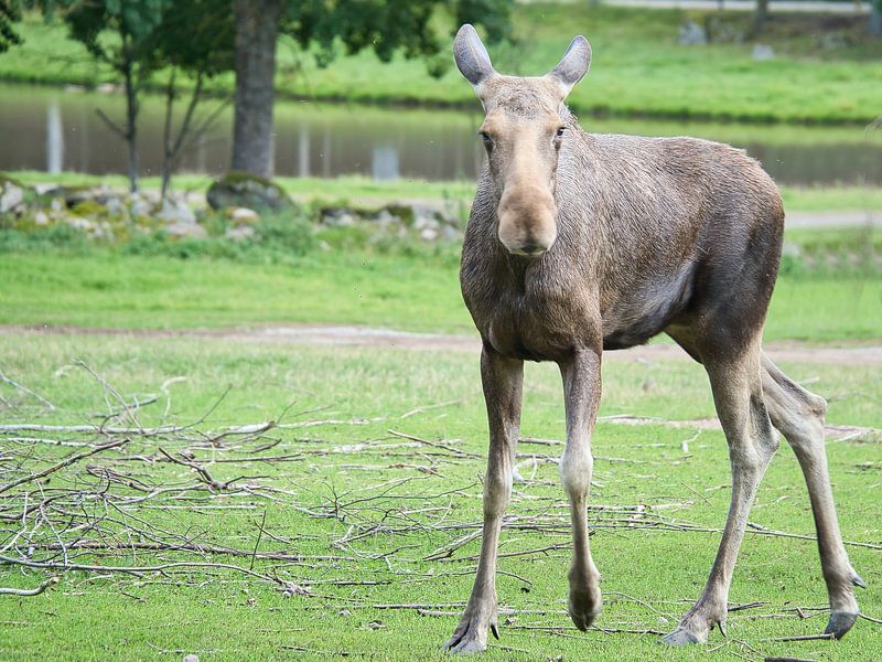 Moose in the nature of Sweden by Martin Köbsch