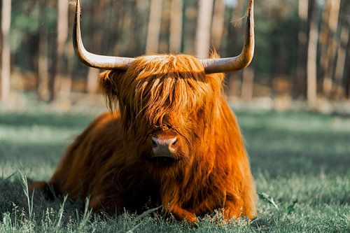 Scottish Highlander