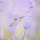 Kolibrie Vogel En Lavendel Bloem In Pastel Paars van Diana van Tankeren thumbnail