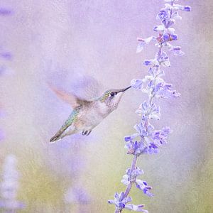 Kolibri und Lavendelblüte in Pastellpurpur von Diana van Tankeren