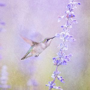 Kolibri und Lavendelblüte in Pastellpurpur