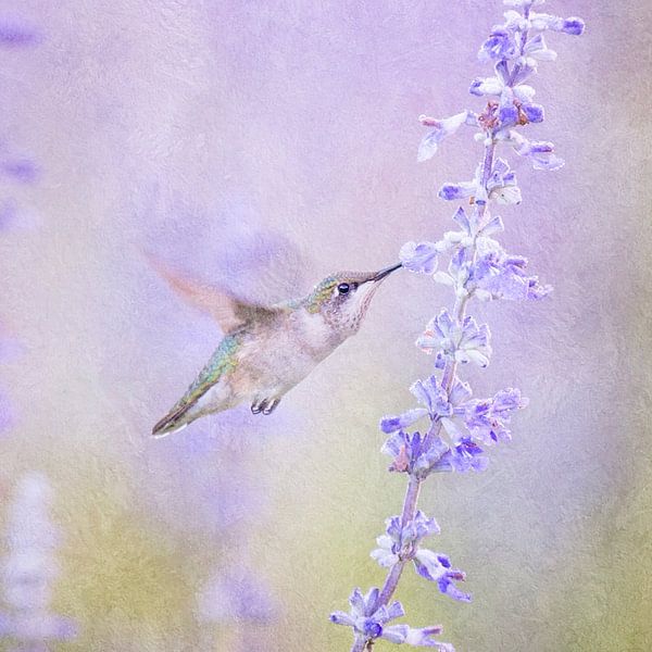 Kolibrie Vogel En Lavendel Bloem In Pastel Paars van Diana van Tankeren
