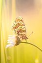 De veldparelmoervlinder van peter reinders thumbnail