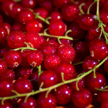 Johannisbeeren von Scholtes Fotografie