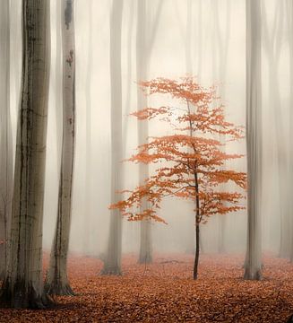 One tree life - The little one sur Rob Visser