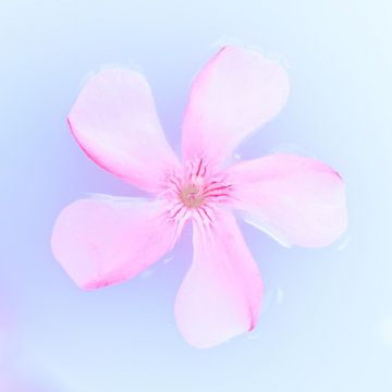 Pink flower on blue background by Cindy Mulder