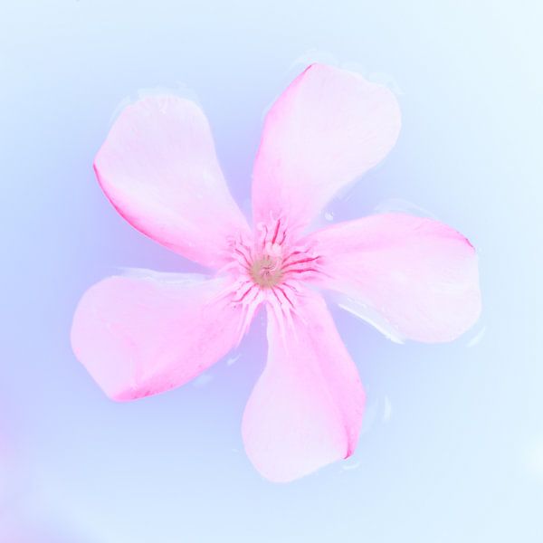 Pink flower on blue background by Cindy Mulder