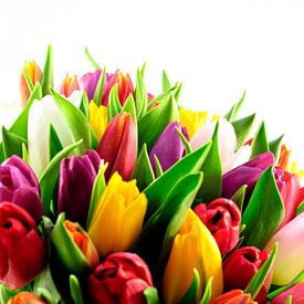 Tulpen Mengbos Staand Close-Up van Erwin Plug