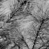 Dennenboom in detail Zwart Wit | Natuurfotografie, Abstract van Merlijn Arina Photography