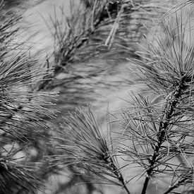 Pine tree in detail Black and white | Nature photography, Abstract by Merlijn Arina Photography