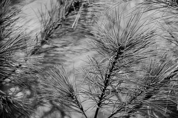 Dennenboom in detail Zwart Wit | Natuurfotografie, Abstract van Merlijn Arina Photography