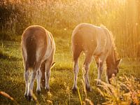 Wilde Exmoor veulens bij zonsondergang