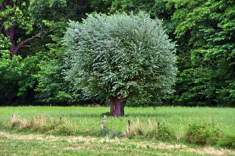 Wind 3 van Edgar Schermaul