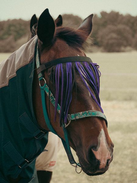 Pferd von snippephotography