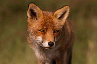 Portret van de rode vos van Paul Wendels thumbnail