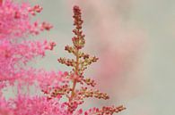 Rustig roze, kleine roze bloesem van de buurtfotograaf Leontien thumbnail