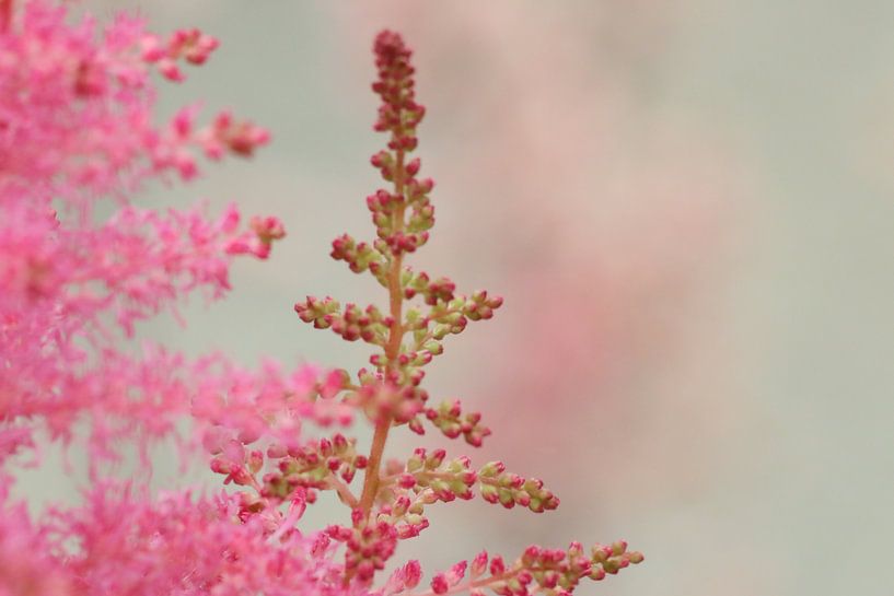Rustig roze, kleine roze bloesem van de buurtfotograaf Leontien