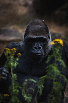 Gorilla