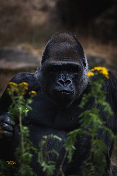 Gorilla von Marjolein De groot