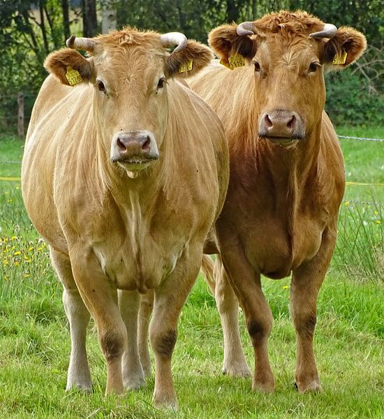 Gemeinsam zwei Kühe auf der grünen Wiese in Friesland  von Tineke Laverman