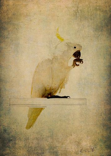 Yellow crest cockatoo 2