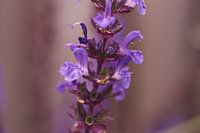 Purple flower in macro