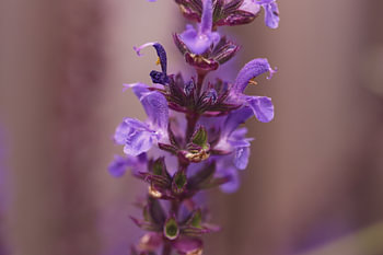 Purple flower in macro