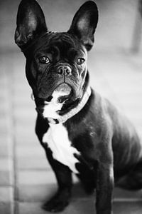 Franse Bulldog zwart-wit beeld sur Falko Follert
