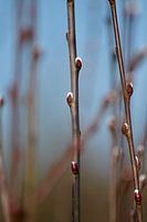 Eerste tekenen van de lente