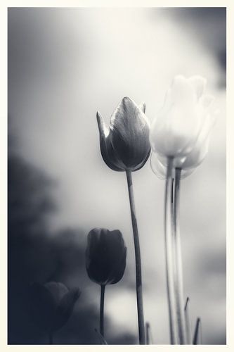 Een vleugje emotie - sfeervolle bloemenzee van tulpen in stille rouw