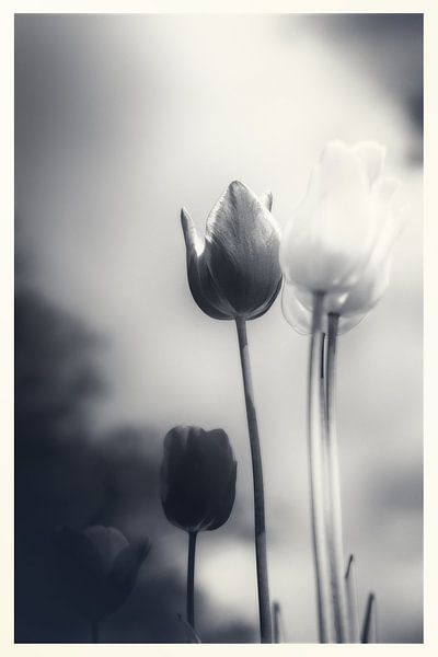 Trauer Emotionen - stimmungsvolles Blumenmeer aus Tulpen von Jakob Baranowski - Photography - Video - Photoshop