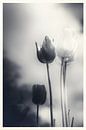 Trauer Emotionen - stimmungsvolles Blumenmeer aus Tulpen von Jakob Baranowski - Photography - Video - Photoshop Miniaturansicht