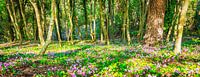 Wilde cyclamen in het bos, Kroatië van Rietje Bulthuis thumbnail