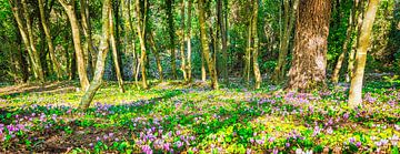 Wilde cyclamen in het bos, Kroatië